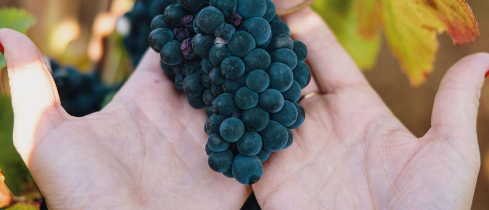 Signature Pernand-Vergelesses